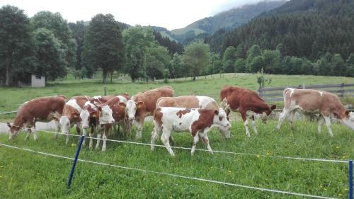 Agroturismo Schie�ling Hof