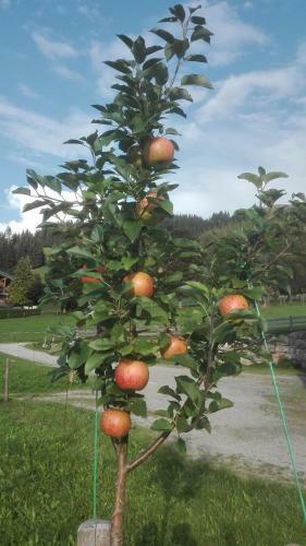 Agroturismo Schie�ling Hof