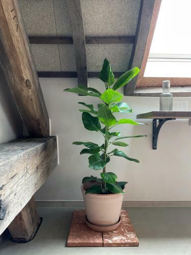Pa� - Boutique Home
