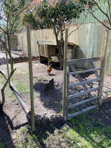Landaise Au Calme - Oc�an, Canards/poules/chats