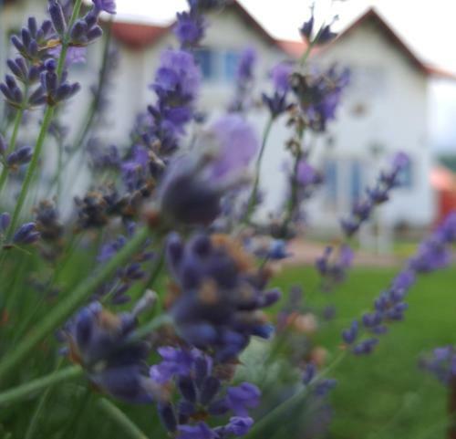 Hostal Pensiunea Saradavy