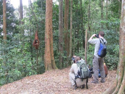 Jungle View Homestay Bukit Lawang