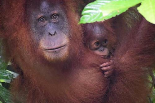 Jungle View Homestay Bukit Lawang