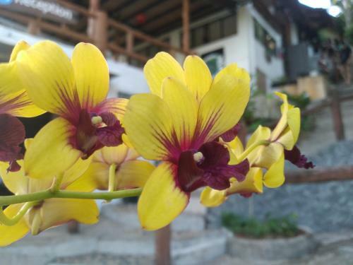 Hotel Tree House Koh Tao