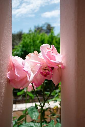 Dimitra's Garden - Holiday Apartments