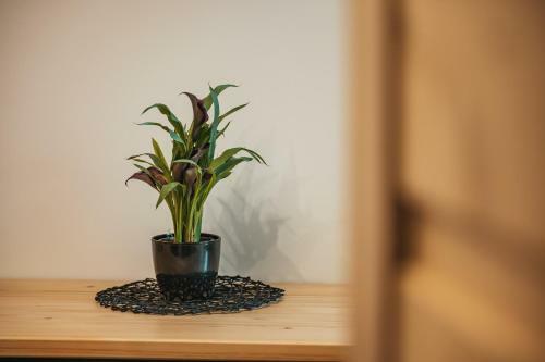 Wierchowe Apartamenty