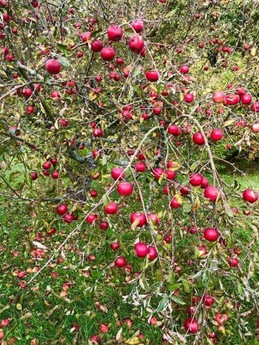Apple Tree House
