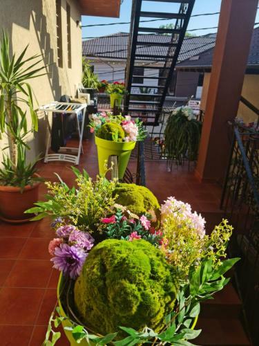 Apartamento Casa Dfg
