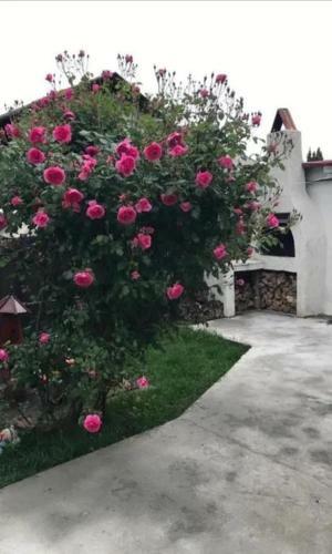 Hostal Pensiunea Tibi