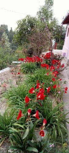 Ekantha Homestay