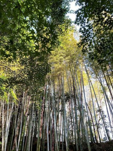 Bamboo Resort Mihama??