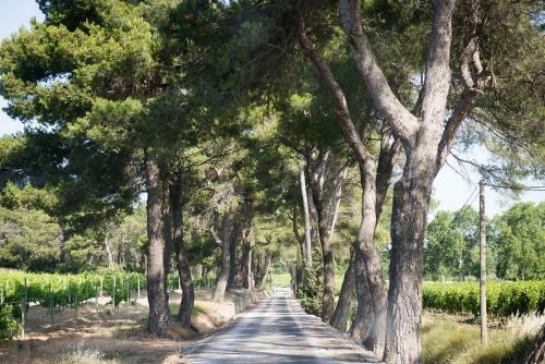 Ch�teau Canet
