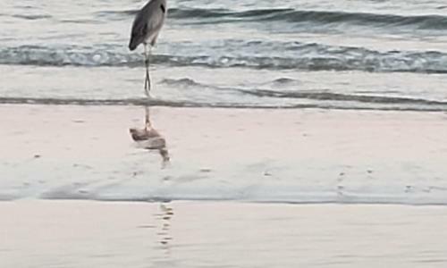Apartamento Pelican Landing 2 By Pristine Properties