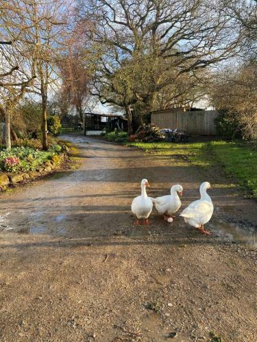 Bed & Breakfast Greenway Farm, Wembdon