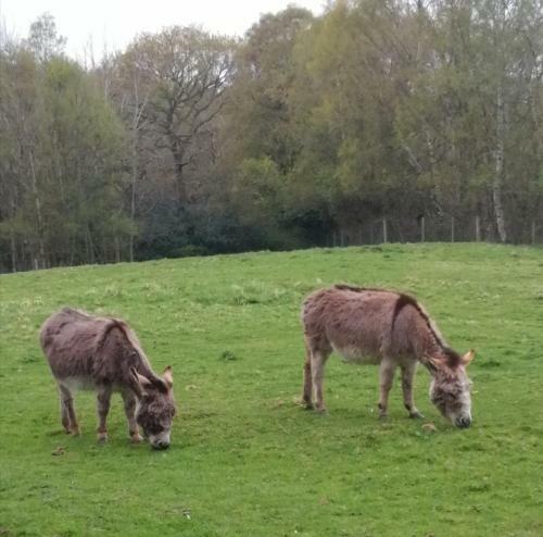 Hostal Durham Donkey Rescue Shepherds Hut