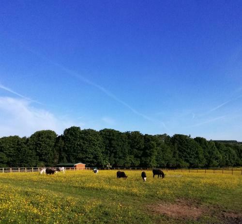 Hostal Durham Donkey Rescue Shepherds Hut