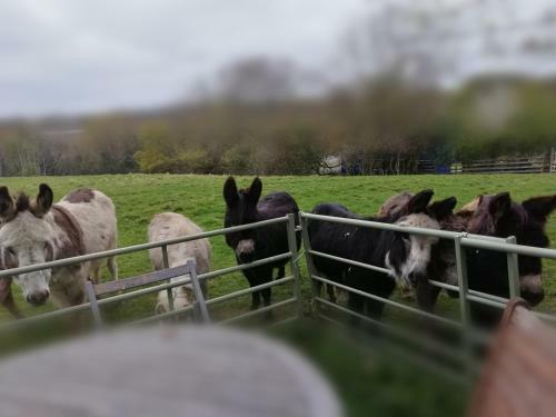Hostal Durham Donkey Rescue Shepherds Hut