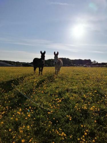 Hostal Durham Donkey Rescue Shepherds Hut