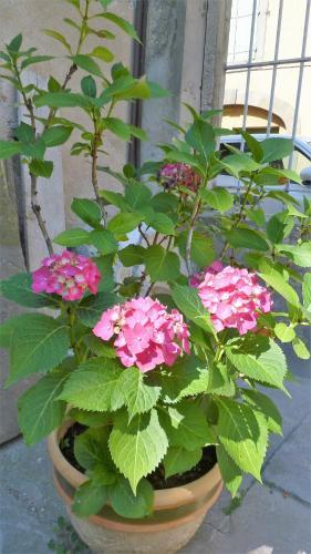 Le Patio Cathare