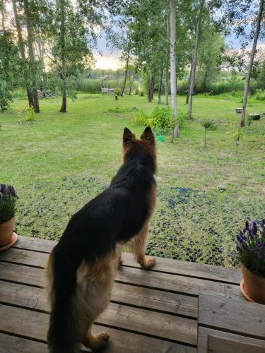 Domek Nad Jeziorem
