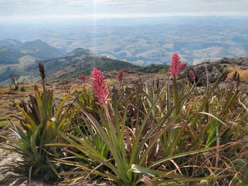 Canto Dos Pirilampos