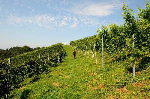 Hotel Weingut Winzerzimmer Rothsch�dl