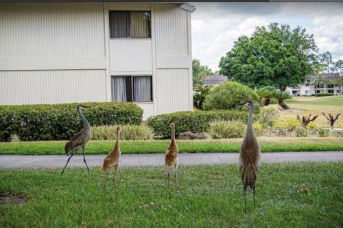 Saddlebrook Resort Studio Suite - Peaceful Pond Paradise - Pet Friendly - Convenience And Comfort