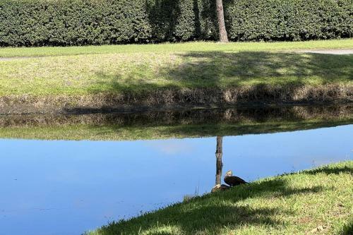 Saddlebrook Resort Studio Suite - Peaceful Pond Paradise - Pet Friendly - Convenience And Comfort