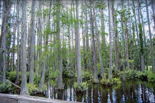Saddlebrook Resort Studio Suite - Peaceful Pond Paradise - Pet Friendly - Convenience And Comfort