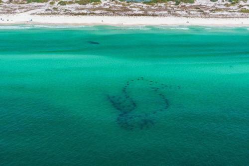 The Palms At Seagrove- Sandcastle Dreams