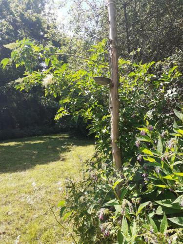 Our Garden