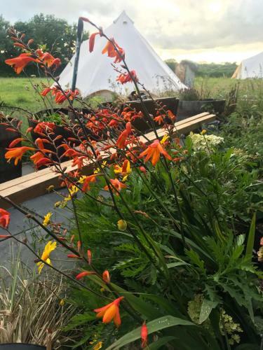 Wild Goose Campsite