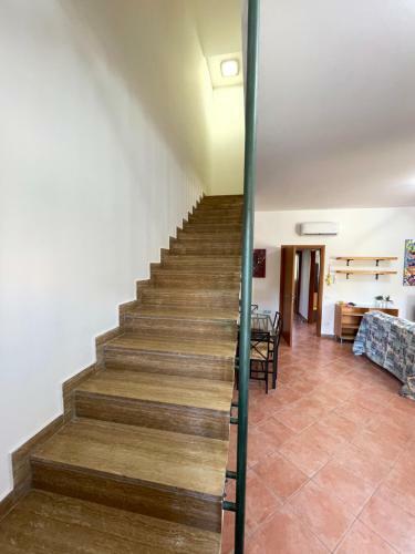 Ciuridicustonaci