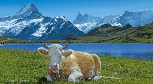 Camping Jungfrau - Holiday Park