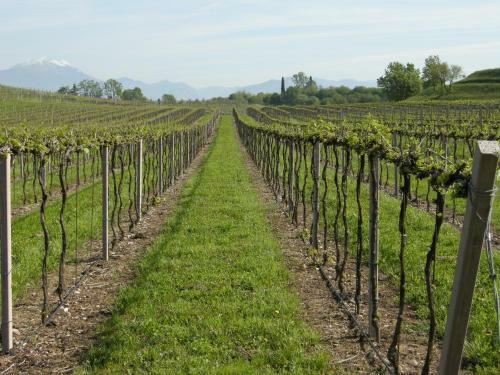 I Vigneti Bed & Breakfast