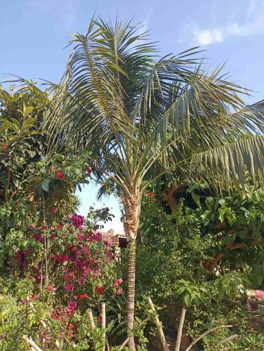 Apartamento Palm-tree
