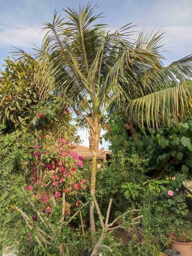 Apartamento Palm-tree