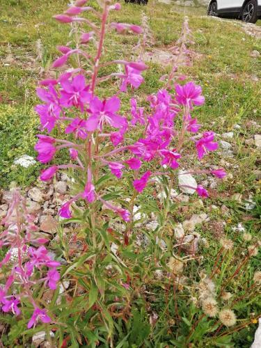 Tipi Dans Beau Jardin
