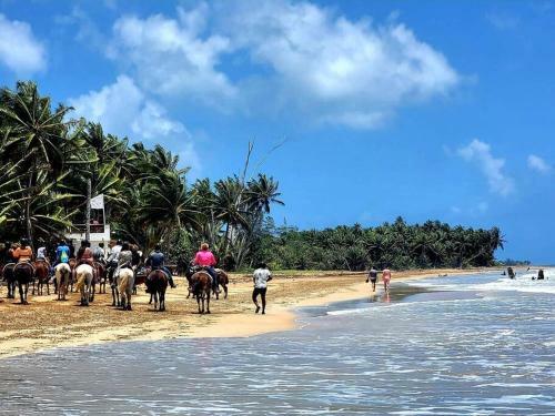 Apartamento Peaceful Ocean Front Home Near Rainforest & Rivers 102