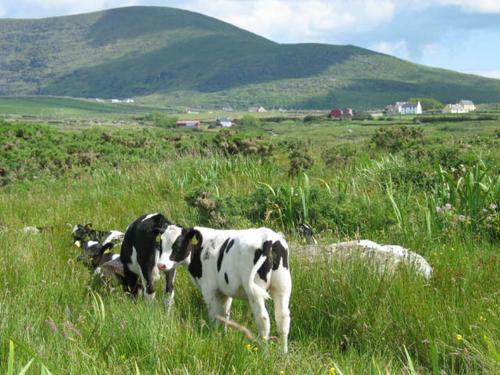 Coill An Rois B&B