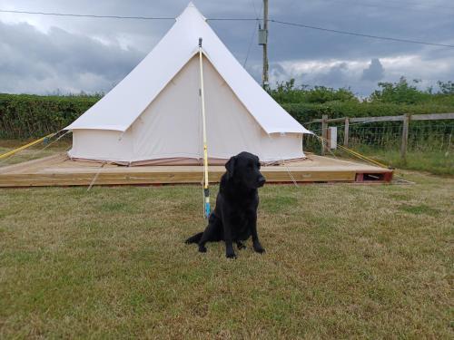 Pen Cefn Farm Bell Tent 2
