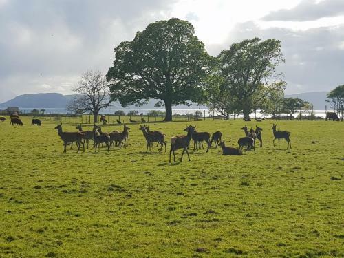 Applecross B&B