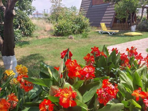 Bed & Breakfast Miss Mandarin Bungalow Evleri