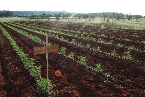 Bed & Breakfast Masseria Galatea