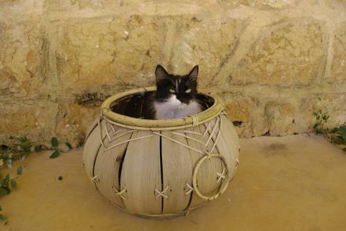 Bed & Breakfast Masseria Galatea