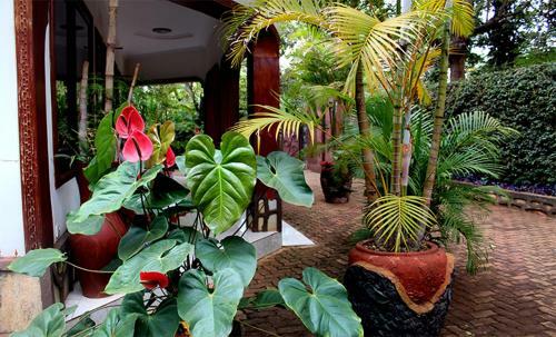 Ango Tree Hotel