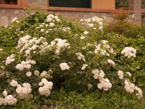 Bed & Breakfast Villa Costanza