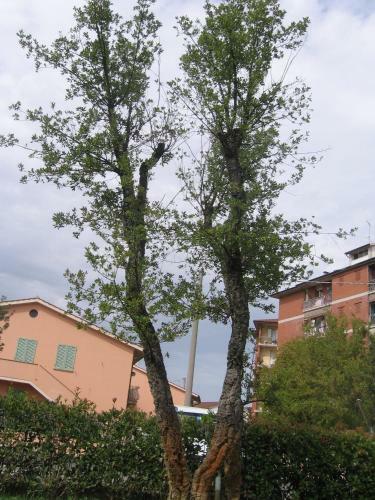 Hostal Ariete