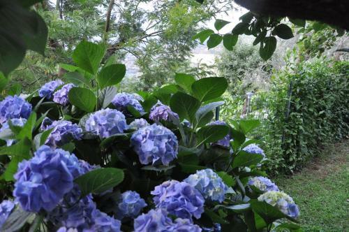 Bed & Breakfast Casa Gaia Sorrento Bio Vacanze