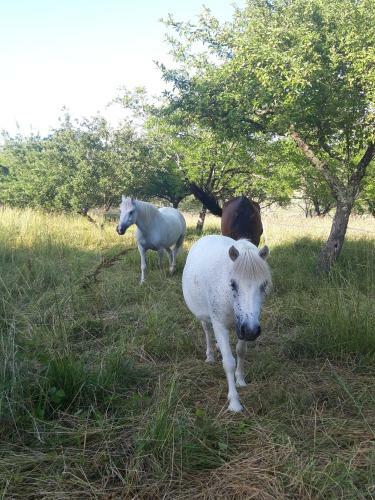 G�te Les Dubets